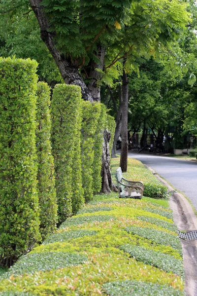 Wayside árvore decoração no parque . — Fotografia de Stock