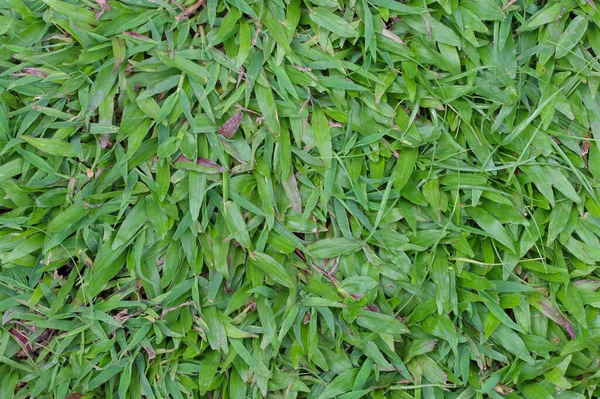 Grönt gräs fältet för bakgrund. — Stockfoto