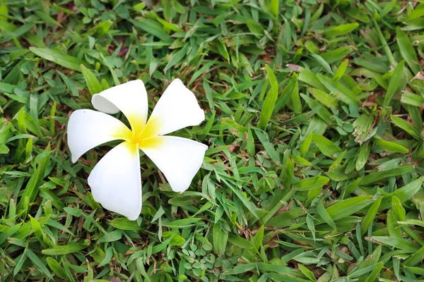 Närbild av vit plumeria blomma på gräset. — Stockfoto