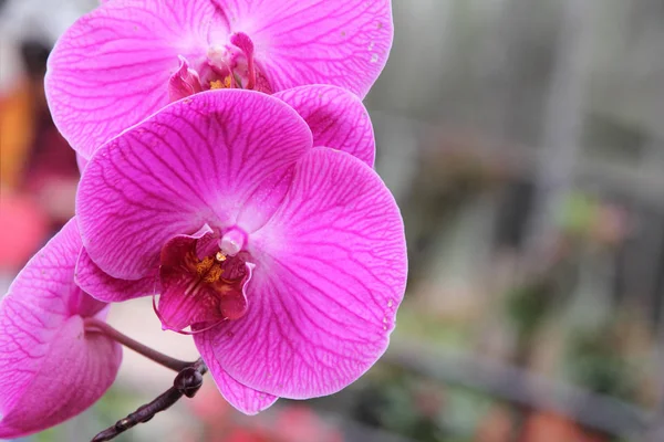 Lila Phalaenopsis Orchideenblume im Garten. — Stockfoto