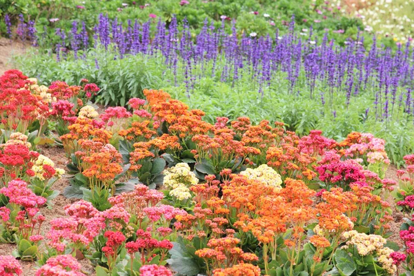 Aiuola multicolore in giardino . — Foto Stock