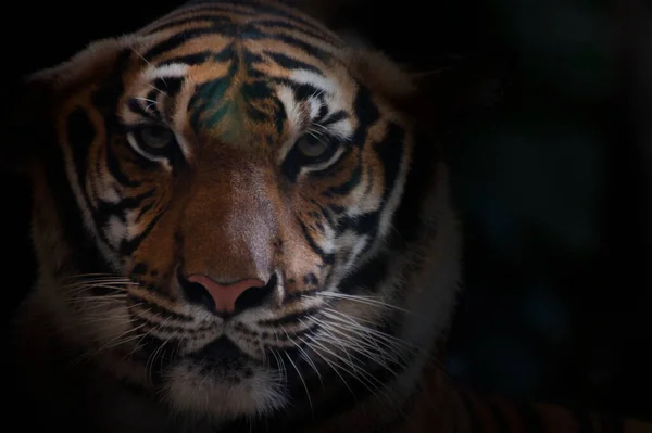 Perto Tigre Bengala — Fotografia de Stock