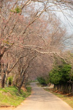 Ağaçlı patika yolu.