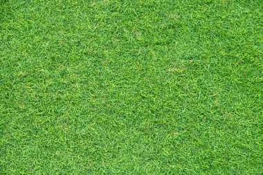 arkaplan olarak yeşil çimen dokusu.