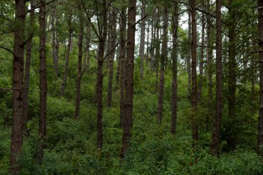 Yeşil ormandaki çam ağacı.