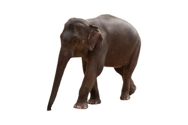 Elefánt Elszigetelt Fehér Háttér Nyírás Utak — Stock Fotó