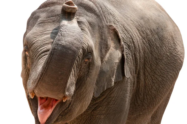 Elefant Isolerad Vit Bakgrund Klippning Vägar — Stockfoto