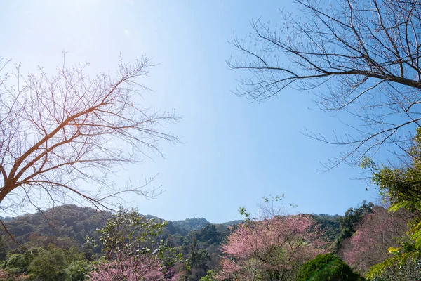 Sakura Pink Flower Cherry Blossom Mountain Chiang Mai Ththailand — стоковое фото