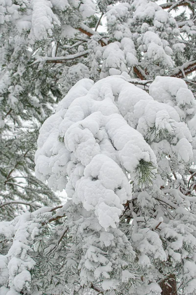 Χιονισμένο Κλαδί Δέντρου Κοντά Στο Δάσος — Φωτογραφία Αρχείου