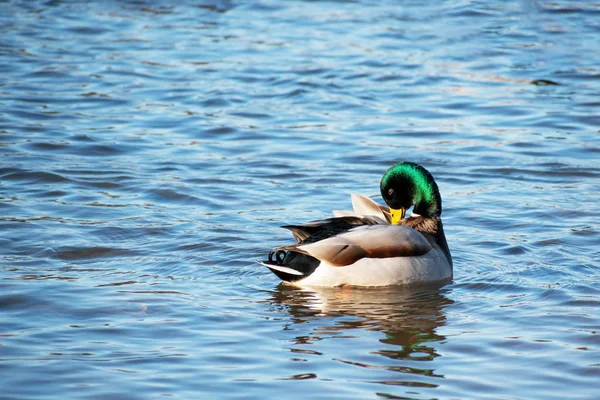 wild duck mallard  cleans its plumage and swims on the lake