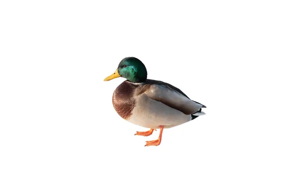 Duck Isolated White Background — Stock Photo, Image