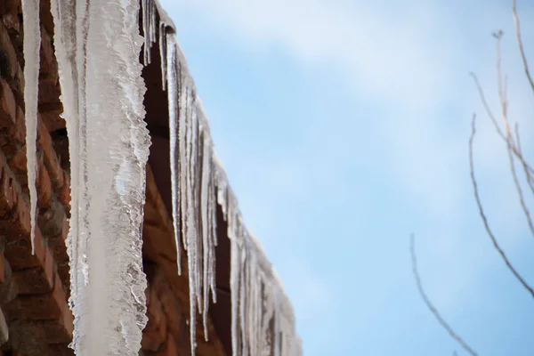 Icicles hanging from  house.Large icicles hanging from the roof.