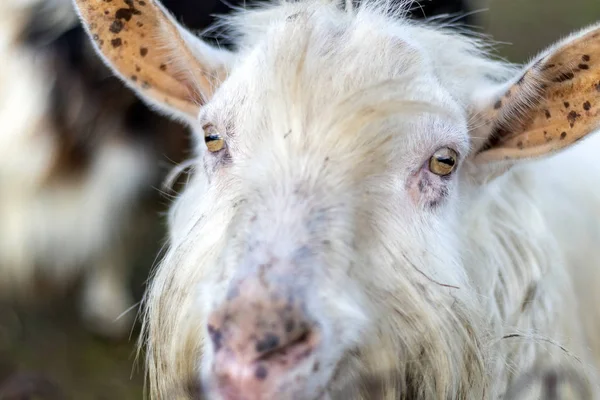 La chèvre mâle domestique appelée buck ou billy sur le champ agricole vert dans les campagnes européennes — Photo
