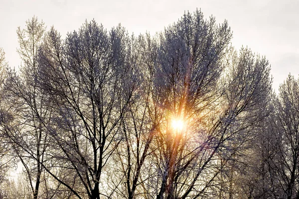 Tibio Rayo Sol Atraviesa Las Ramas Árbol Cubierto Nieve Durante —  Fotos de Stock