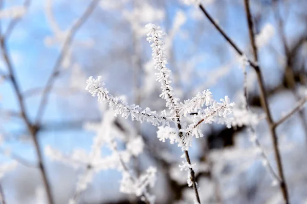 冬天被雪和霜覆盖的树枝的宏观 — 图库照片