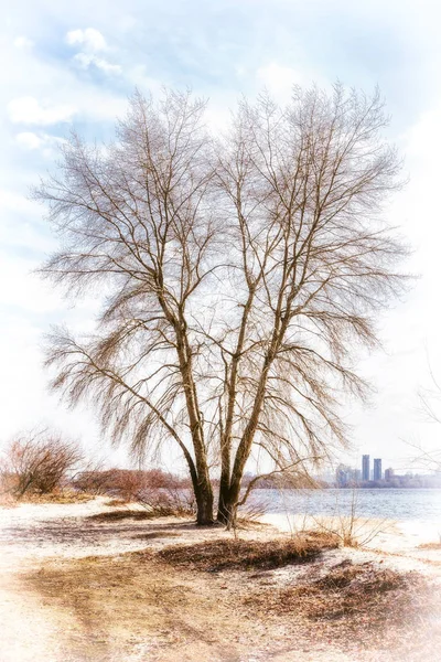 Дерево у Днепра зимой — стоковое фото