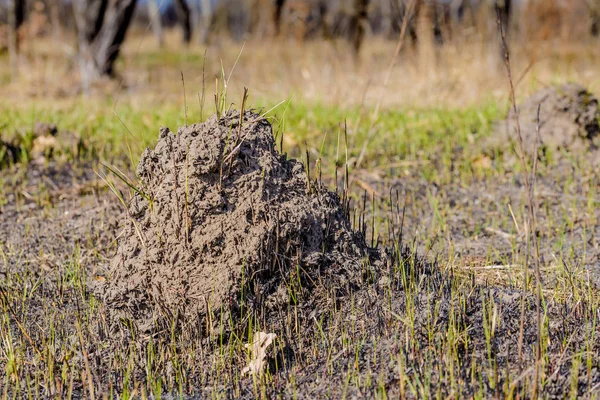 Pano de terra chamado molehill, causado por uma toupeira — Fotografia de Stock