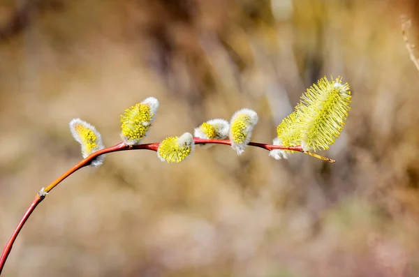 Manliga Willow blomma — Stockfoto