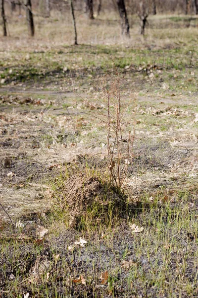 Clod of earth called molehill, caused by a mole — Stock Photo, Image