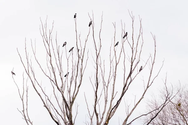 Вороны Капюшоне Сидящие Верхушке Ветвей Деревьев Ждут Полететь Серый Зимний — стоковое фото