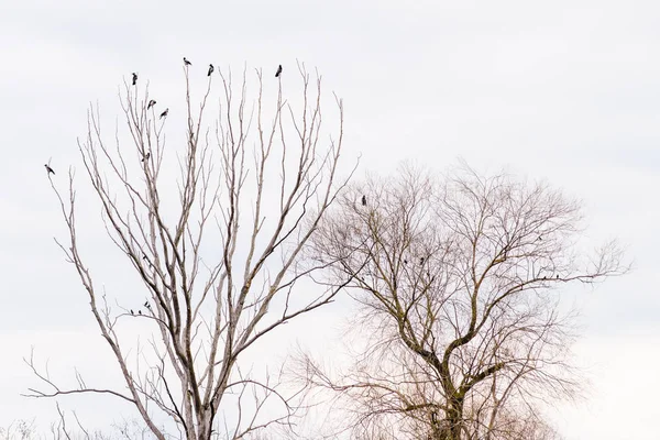 Вороны Капюшоне Сидящие Верхушке Ветвей Деревьев Ждут Полететь Серый Зимний — стоковое фото