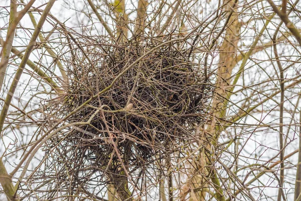 Crow Nest Winter Tree Gray Clear Sky — Stock Photo, Image