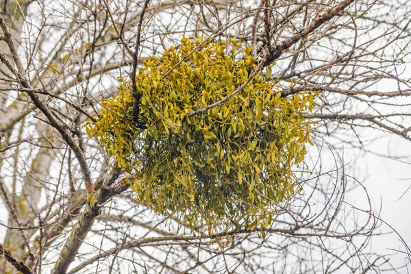 Viscum Álbum Muérdago Hemiparásito Varias Especies Árboles Tiene Papel Significativo —  Fotos de Stock