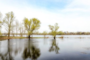Güzel bir sabah bahar günü Dnieper Nehri willows su ile yakın