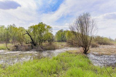Sulak, göl ve orman bahar başında. Toprak tarafından genç çim kaplı