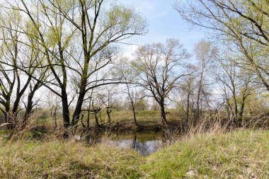 Ağaçlar, willows ve kavak, kırsal Kuzey Kiev'deki bahar başında çevrili bir nehir.