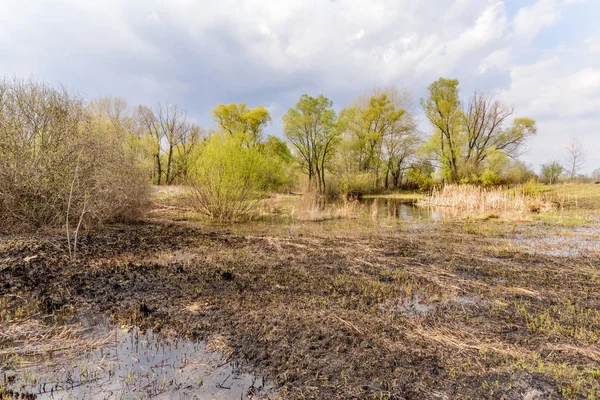 Wetland, burnt wasteland and woods at the beginning of the spring. Young Typha Latifolia are growing on the burnt soil.