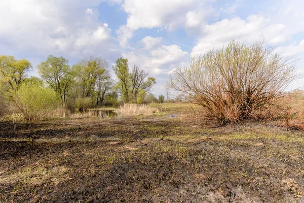 Wetland, burnt wasteland and woods at the beginning of the spring. Young Typha Latifolia are growing on the burnt soil.
