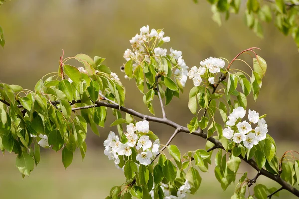 Flor Cerezo Silvestre Bajo Cálido Sol Primavera Las Ramas Con — Foto de Stock