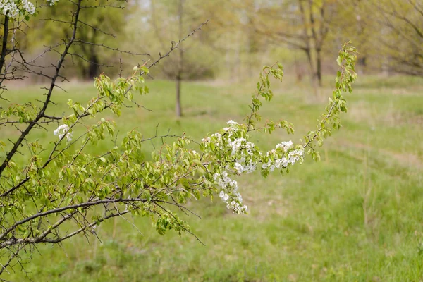 Wild Cherry Blossom Warm Spring Sun Branches White Flowers Moved — Stock Photo, Image