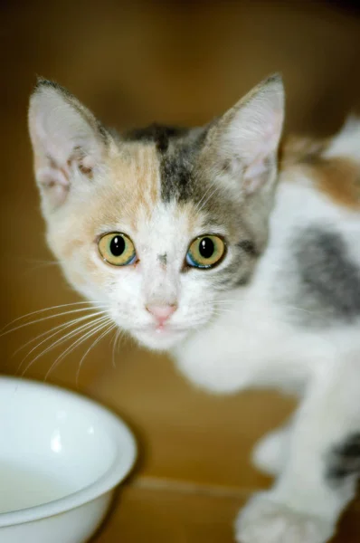 Porträt Eines Weiß Schwarz Und Braun Gefleckten Kätzchens Das Milch — Stockfoto
