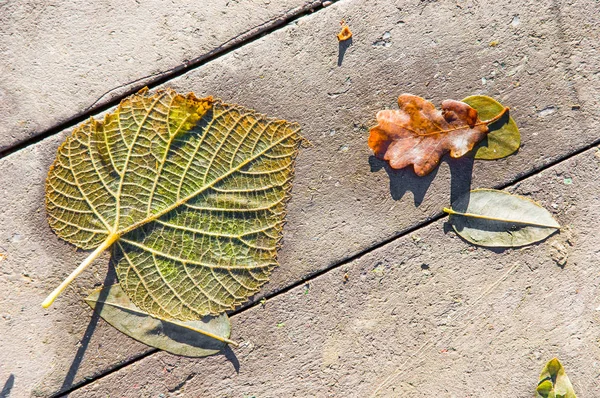 Folhas Outono Coloridas Chão Cimento — Fotografia de Stock