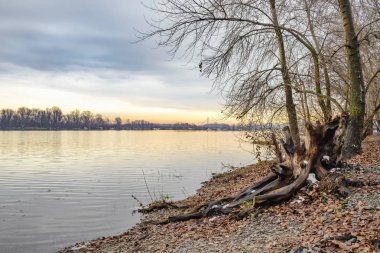 Görünümü bir soğuk ve açık kış öğleden sonra sırasında Kiev'de Dinyeper Nehri yakınında kavak ve söğüt ağaçları