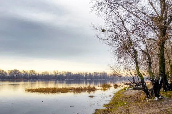 Veduta Salici Pioppi Vicino Fiume Dnieper Kiev Durante Freddo Chiaro — Foto Stock