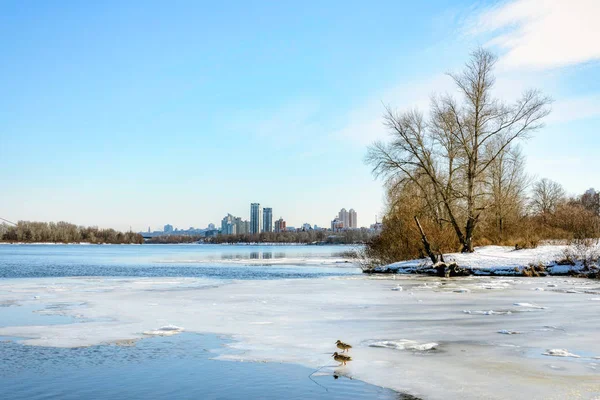 Veduta di salici e pioppi vicino al fiume a Kiev duri — Foto Stock