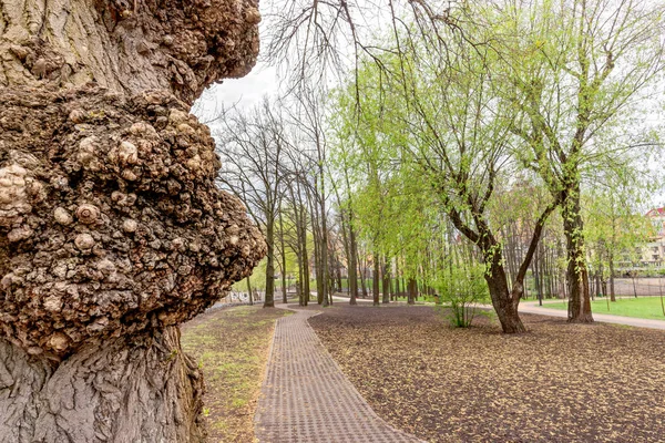 Bir Beyaz Kavak Ağacının Gövde Burls Natalka Park Kiev Ukrayna — Stok fotoğraf