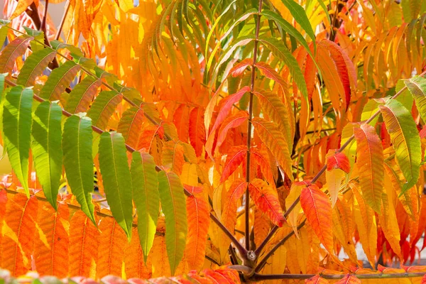 Rhus typhina, of staghorn sumac, bladeren gekleurd van groen en ora — Stockfoto