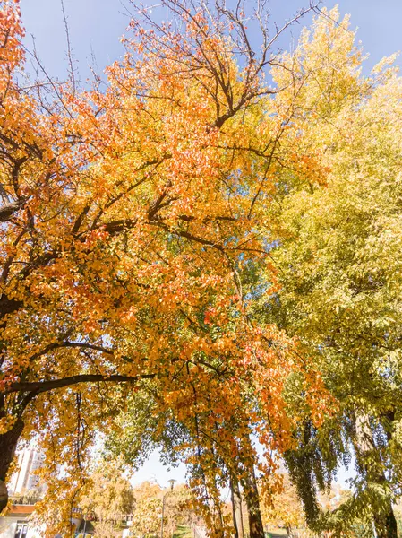 Detaljer om løvverket på et stort pæretre om høsten – stockfoto