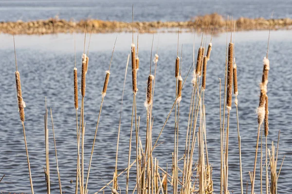 Detail Dry Typha Latifolia Reed Flowers Close Dnieper River Kiev — Stock Photo, Image