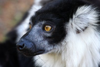 Lemur Katta (Lemur catta)