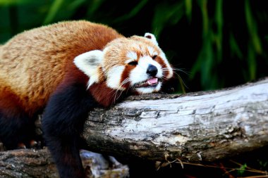 Red panda, aka küçük panda