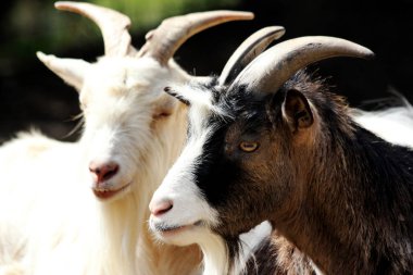 Yerli keçi (Capra Aegagrus Hircus)