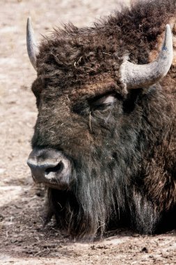 Amerikan bizonu Amerikan buffalo