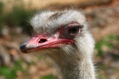 ostrich bird Face  clipart