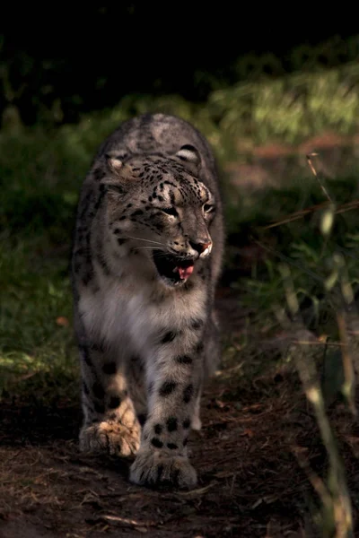 Closeup Snow leopard — Stock fotografie