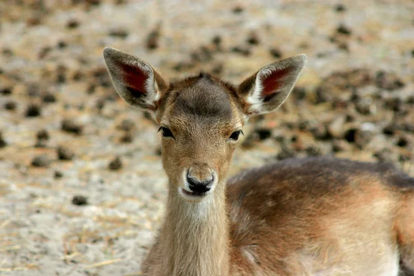 Young Deer portrait — Stock Photo, Image